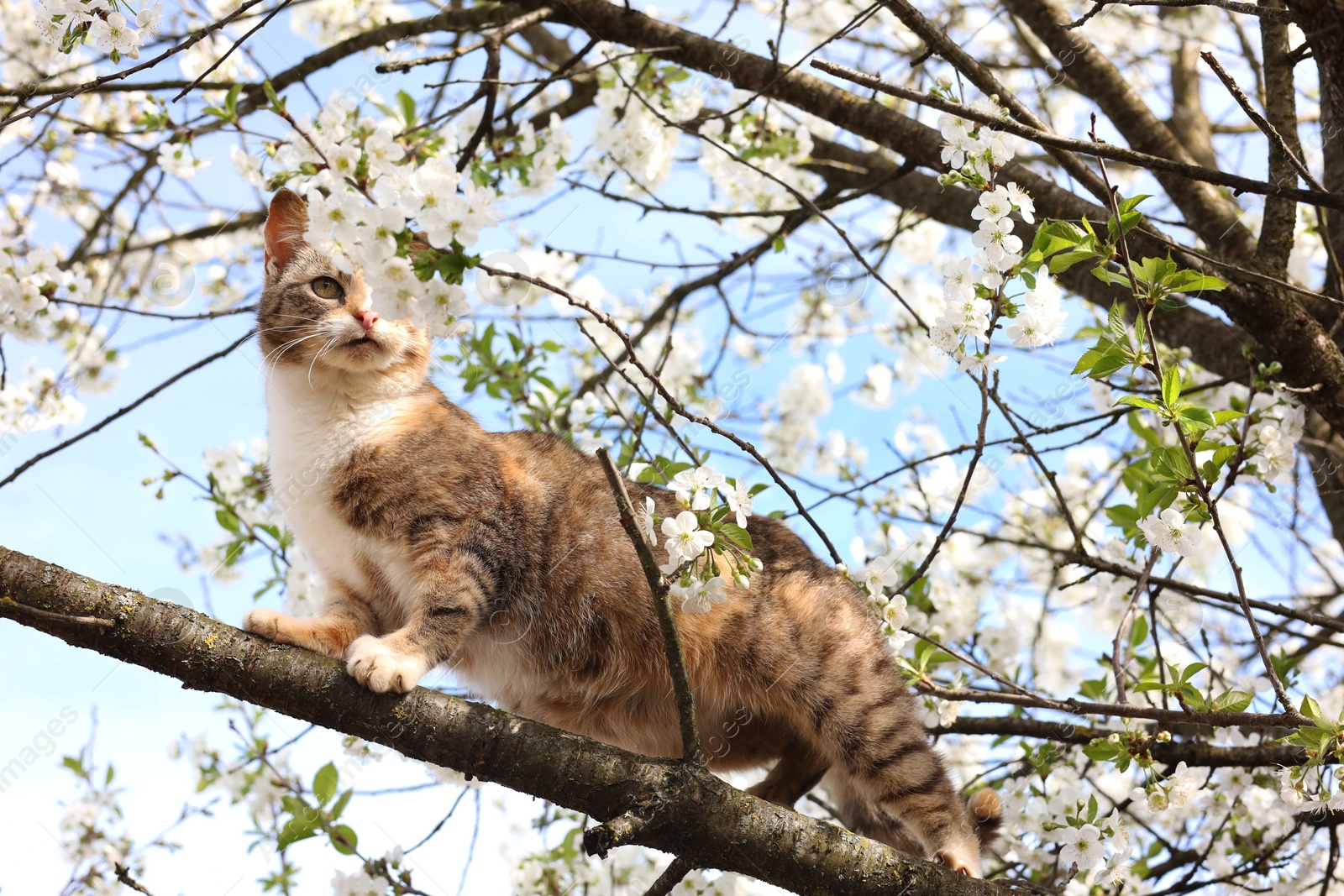 Photo of Cute cat on blossoming spring tree outdoors