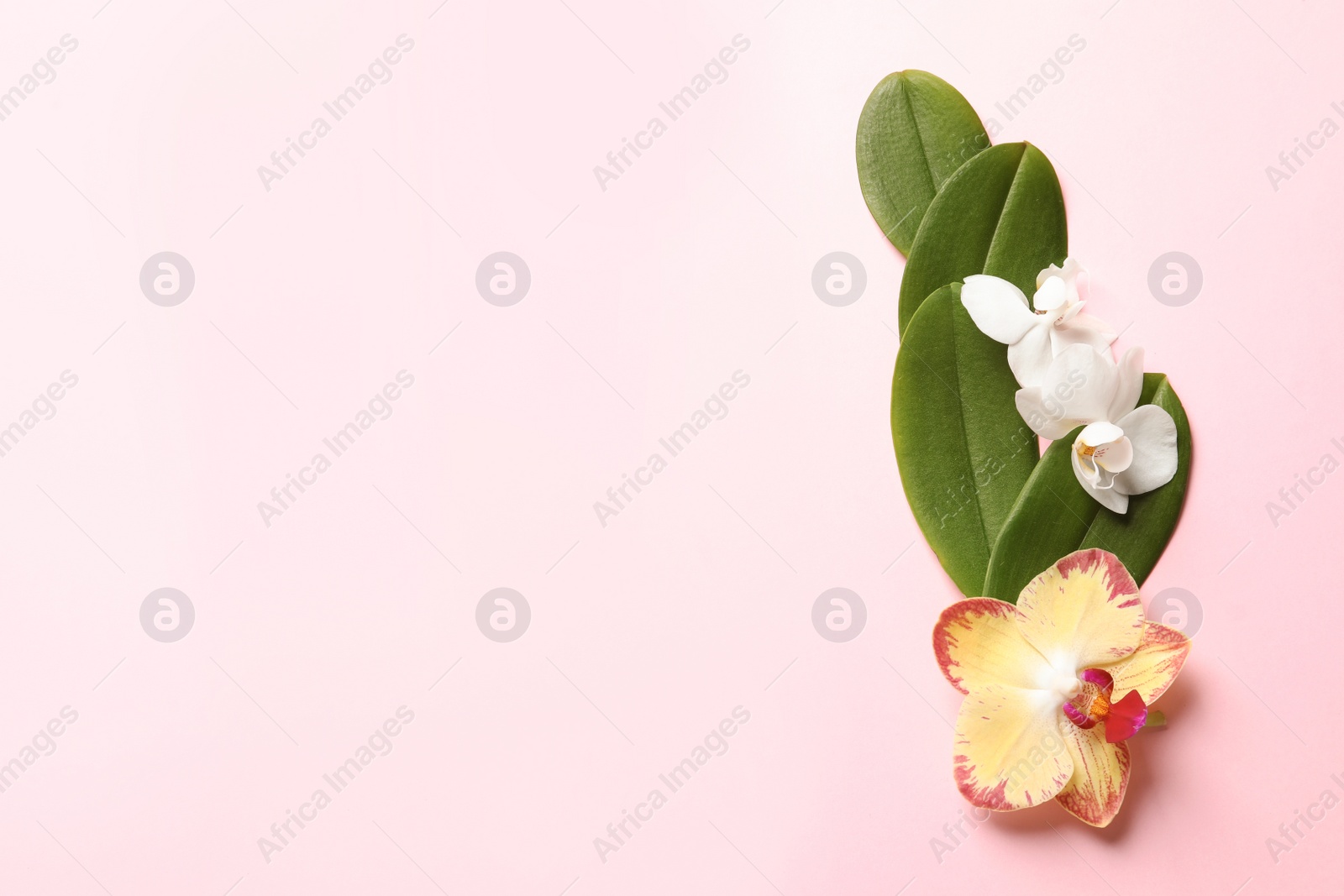 Photo of Beautiful orchid flowers with leaves on color background, top view with space for text. Tropical plant