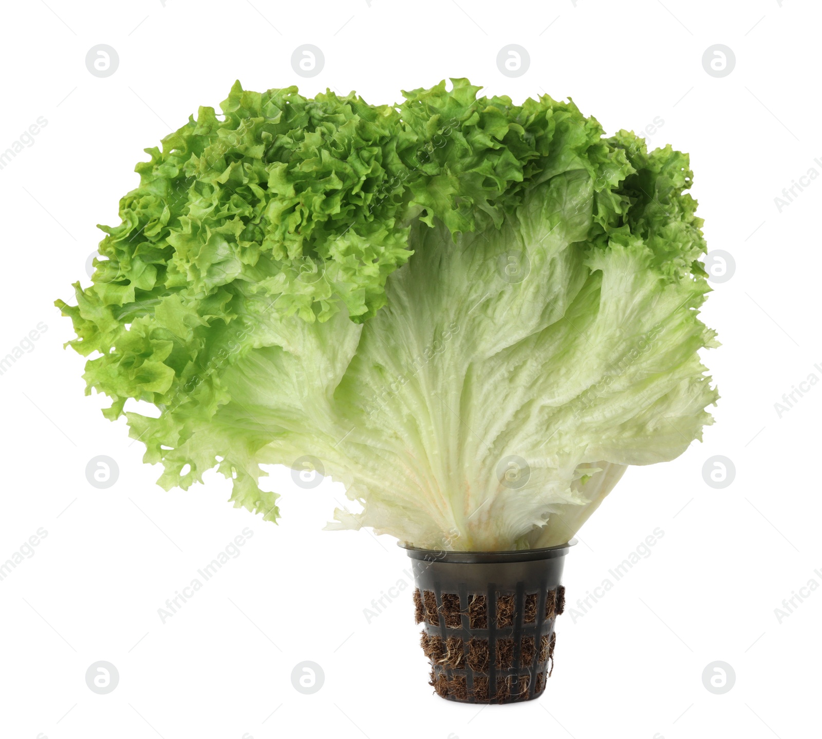 Photo of Fresh lettuce isolated on white. Salad greens