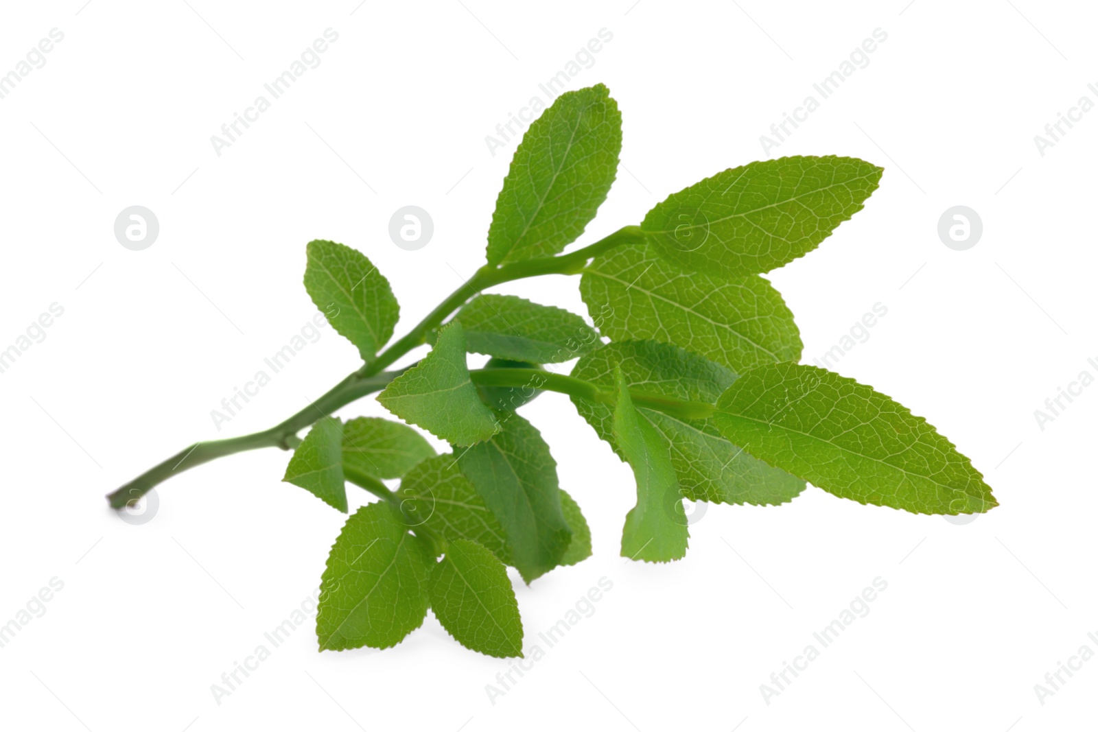 Photo of Bilberry branch with fresh green leaves isolated on white