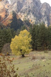 Photo of Picturesque view of mountain landscape with forest and meadow on autumn day