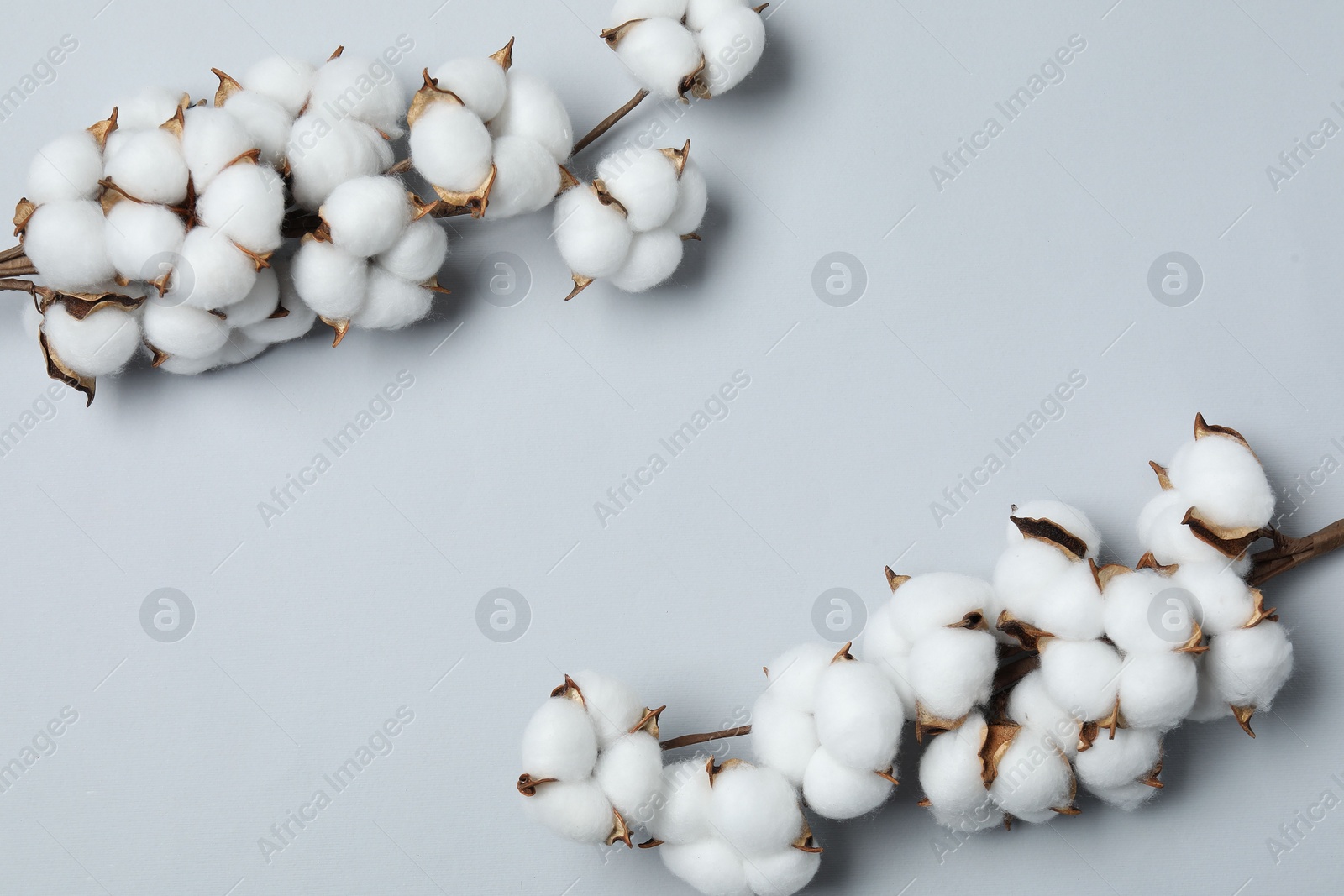 Photo of Beautiful cotton branches with fluffy flowers on light grey background, flat lay. Space for text