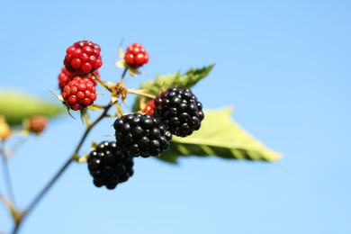 Photo of Ripe and unripe blackberries growing on bush outdoors, closeup. Space for text
