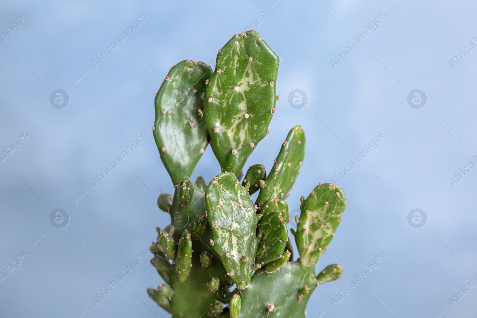 Photo of Beautiful cactus on color background