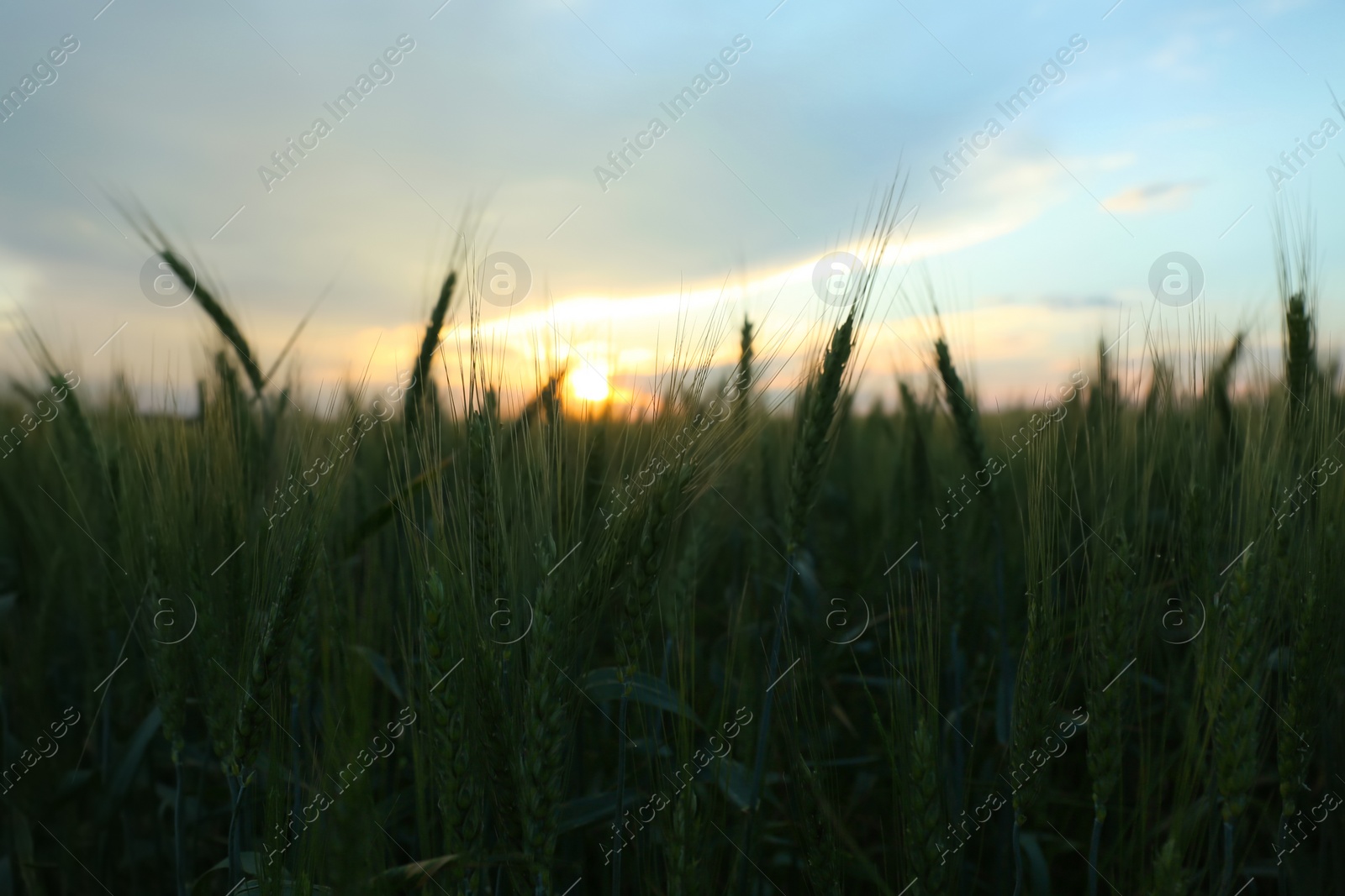 Photo of Beautiful view of agricultural field with ripening wheat