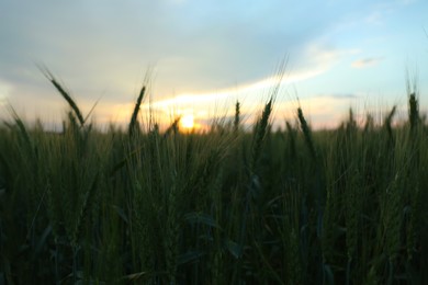 Photo of Beautiful view of agricultural field with ripening wheat