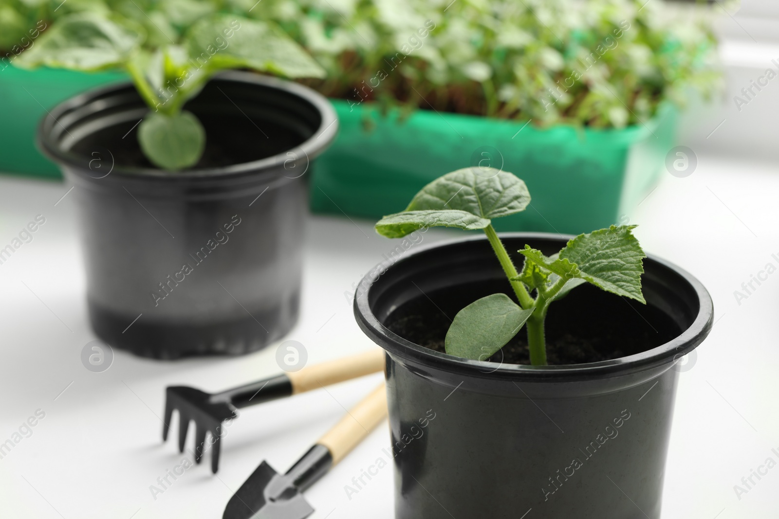 Photo of Seedlings growing in plastic containers with soil and gardening tools on white table