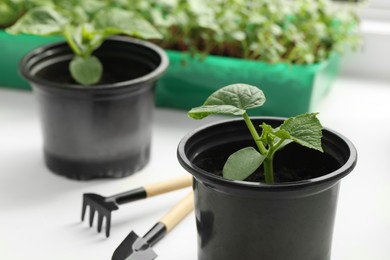Seedlings growing in plastic containers with soil and gardening tools on white table