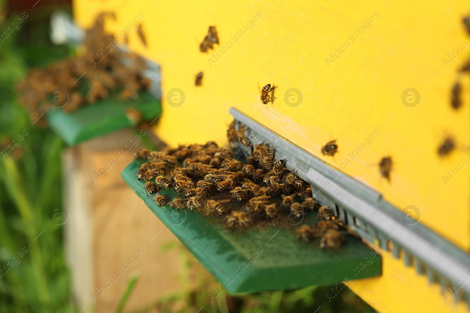 Photo of Closeup view of wooden hive with honey bees on sunny day