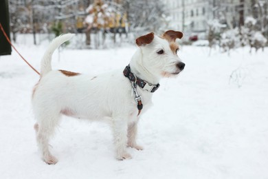 Cute Jack Russell Terrier on snow in park. Winter season