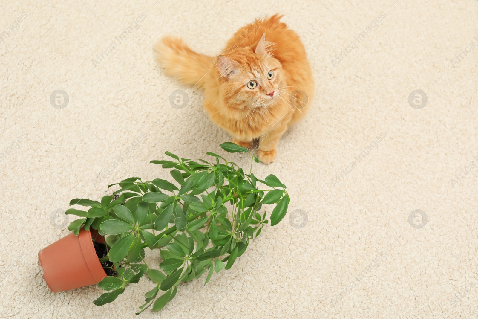 Photo of Adorable red cat and overturned houseplant on carpet indoors