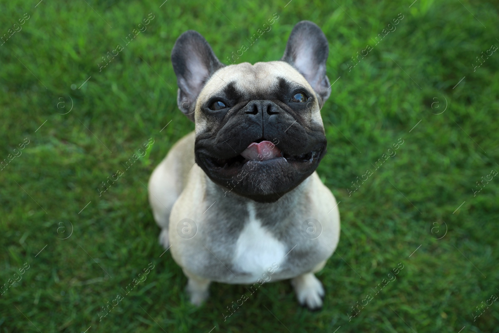 Photo of Cute French bulldog on green grass outdoors, above view. Lovely pet