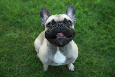 Photo of Cute French bulldog on green grass outdoors, above view. Lovely pet
