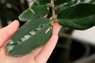 Photo of Woman touching houseplant with damaged leaves, closeup