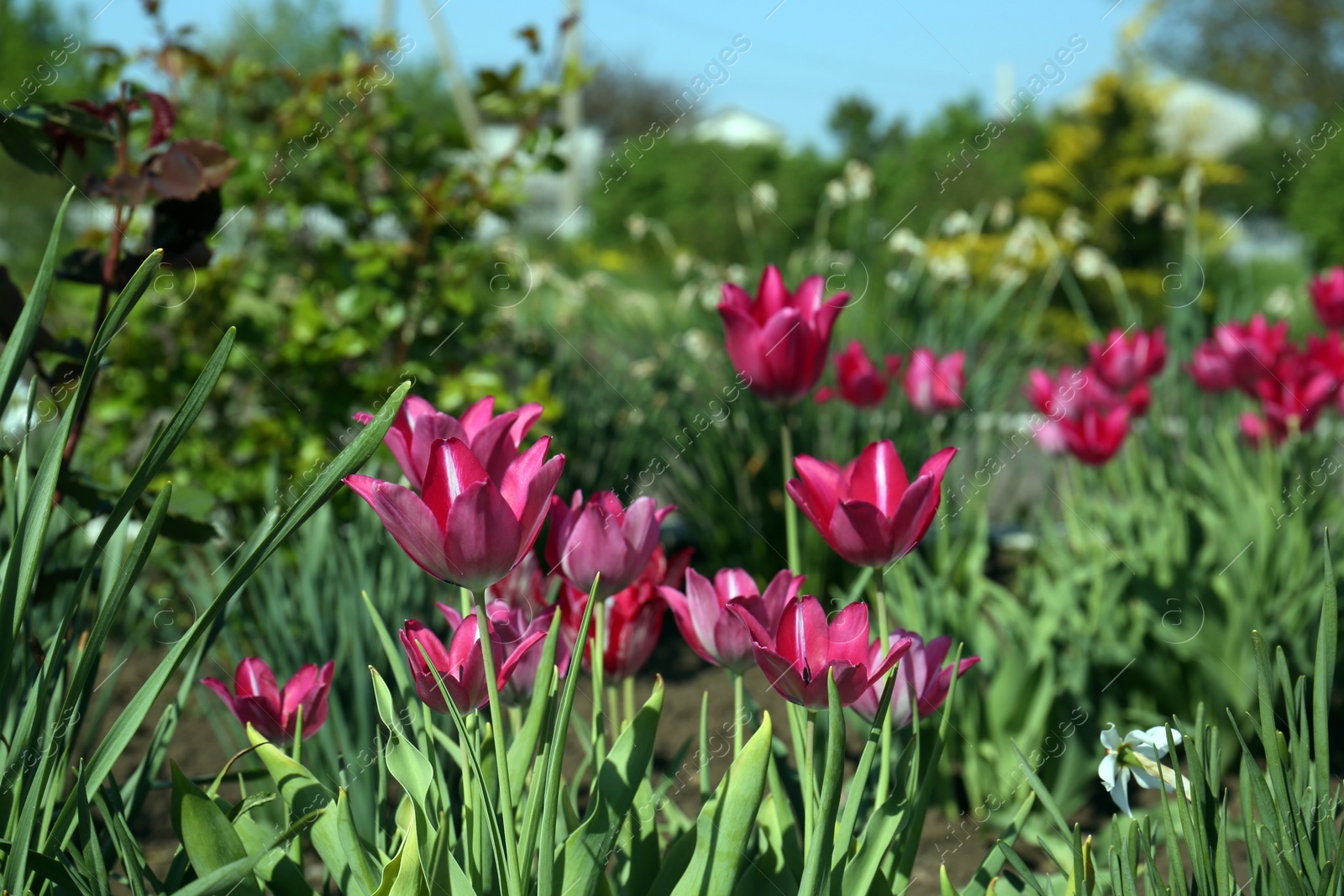Photo of Beautiful pink tulips growing in garden on sunny day. Spring season