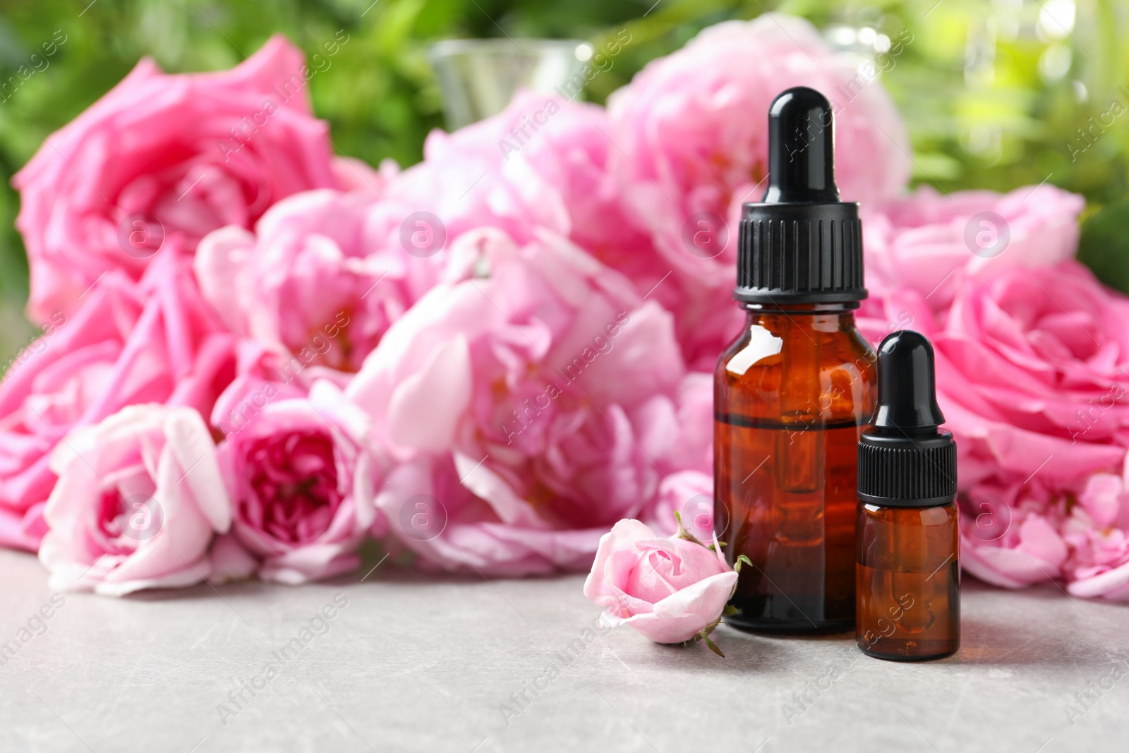 Photo of Bottles of rose essential oil and fresh flowers on grey table, space for text