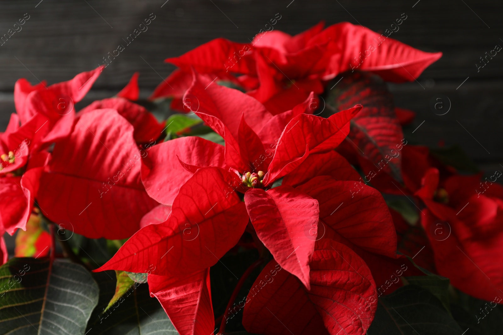 Photo of Poinsettia (traditional Christmas flower) against wooden background, closeup