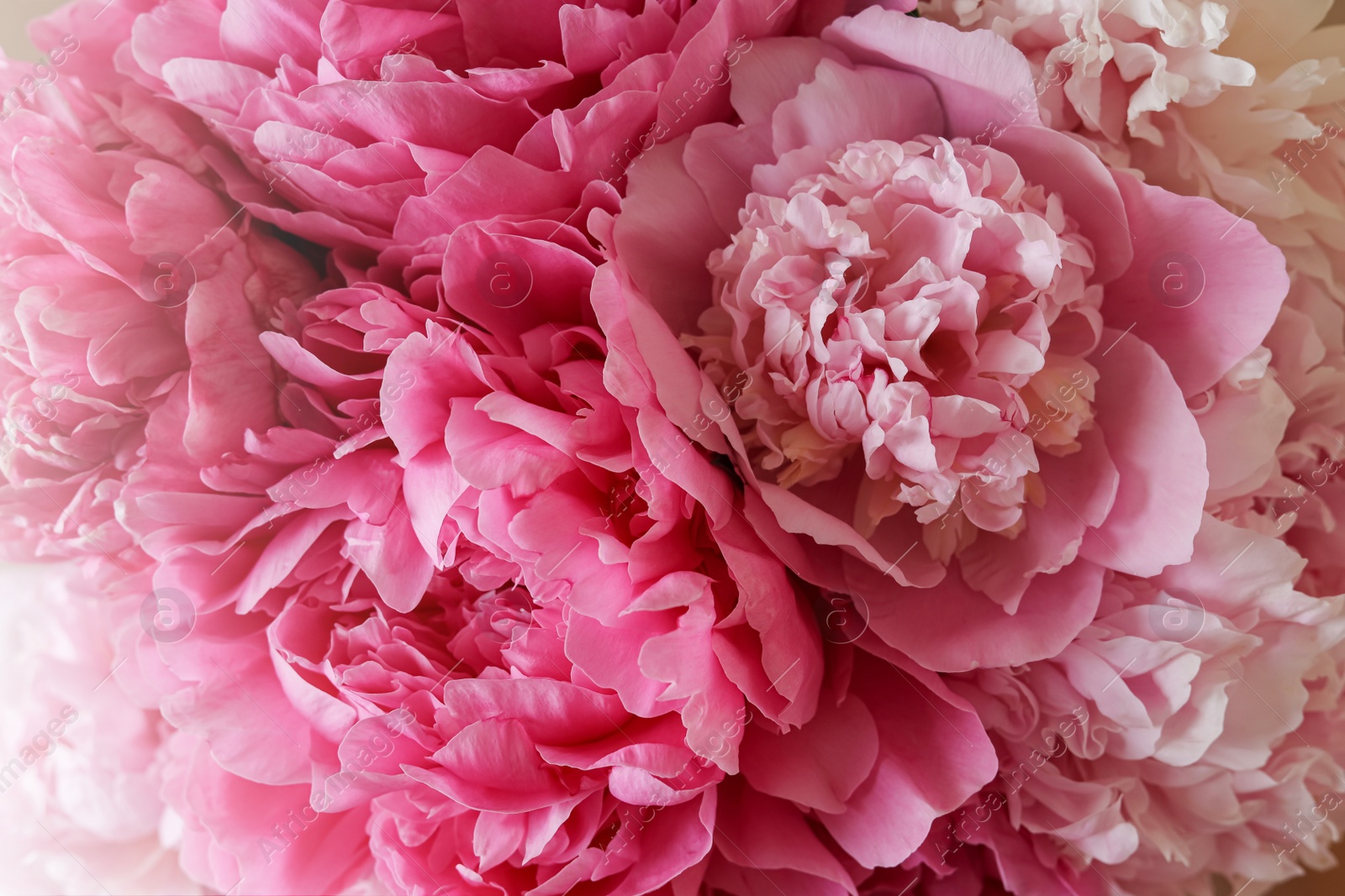 Photo of Closeup view of beautiful pink peony bouquet
