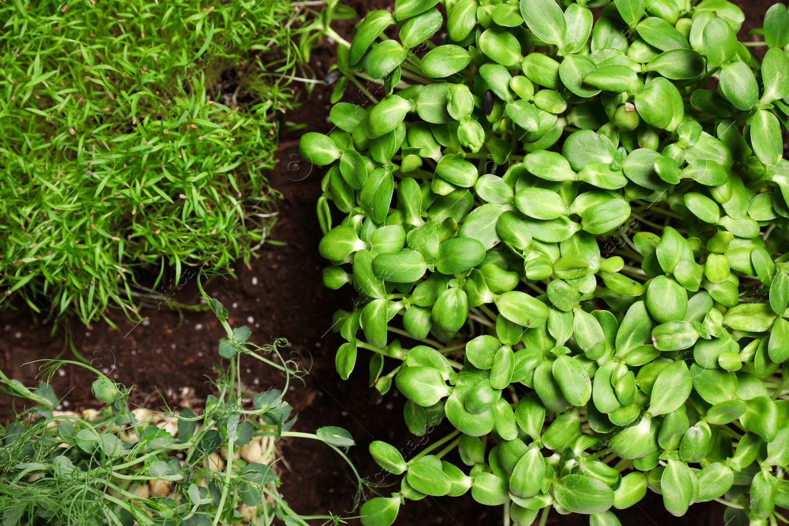 Photo of Fresh organic microgreens growing in soil, top view