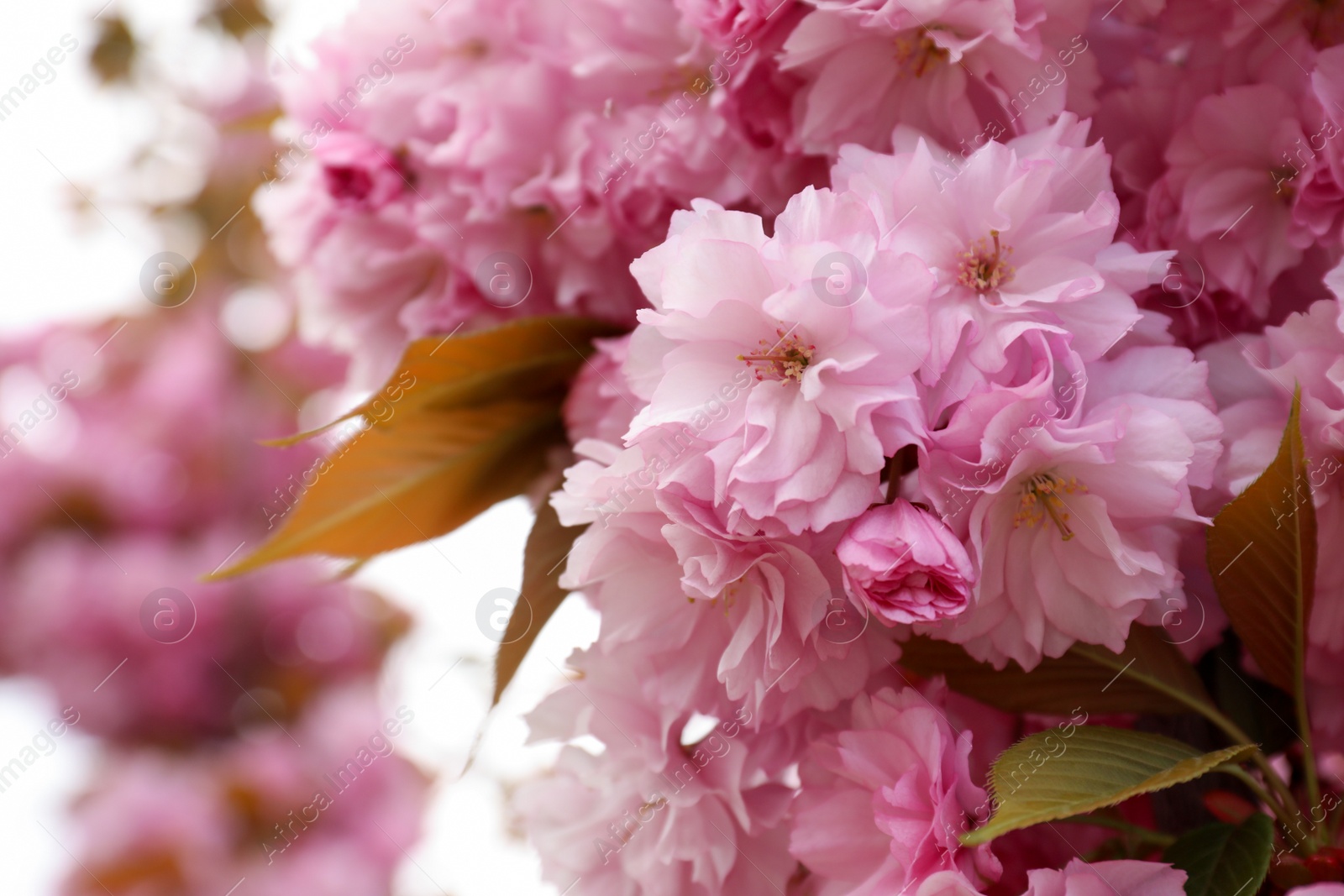 Photo of Closeup view of blossoming pink sakura tree outdoors