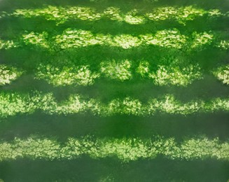 Image of Green striped rind of watermelon as background, closeup