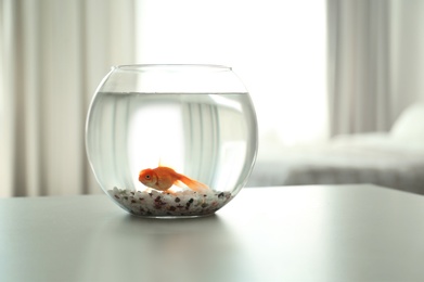 Photo of Beautiful bright goldfish in aquarium on table at home. Space for text