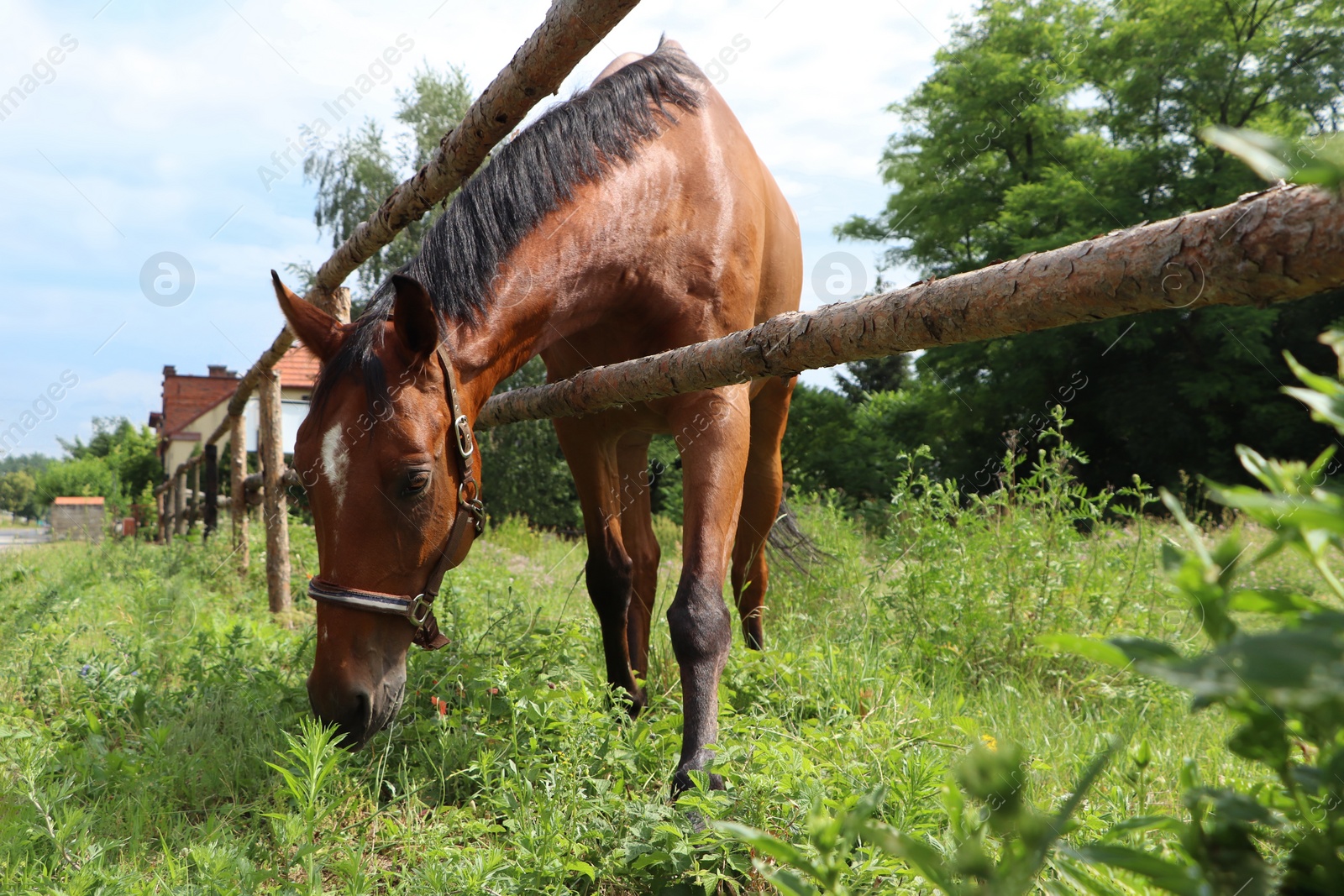 Photo of Beautiful horse grazing on green grass in paddock outdoors