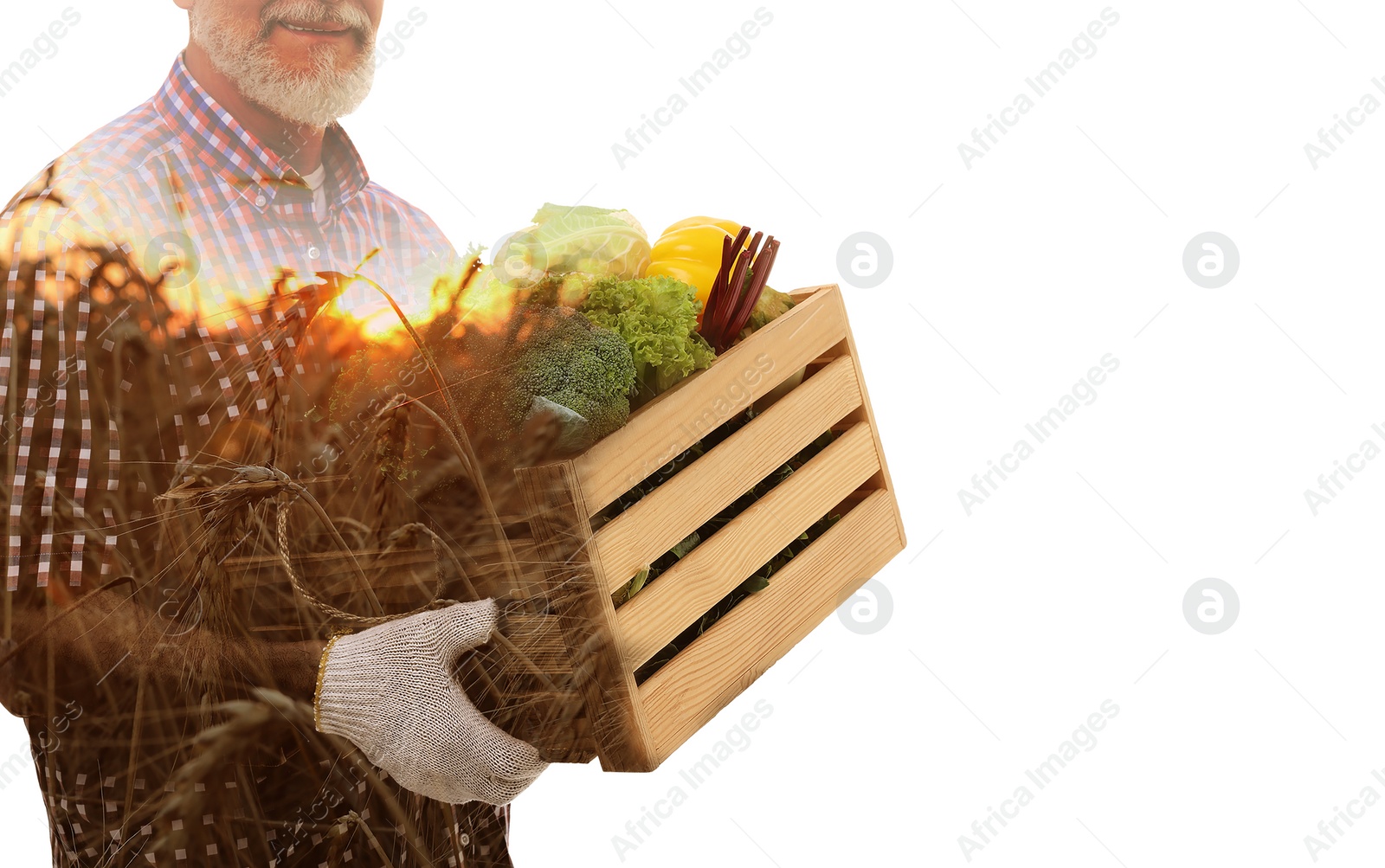 Image of Double exposure of farmer and sunflower field on white background