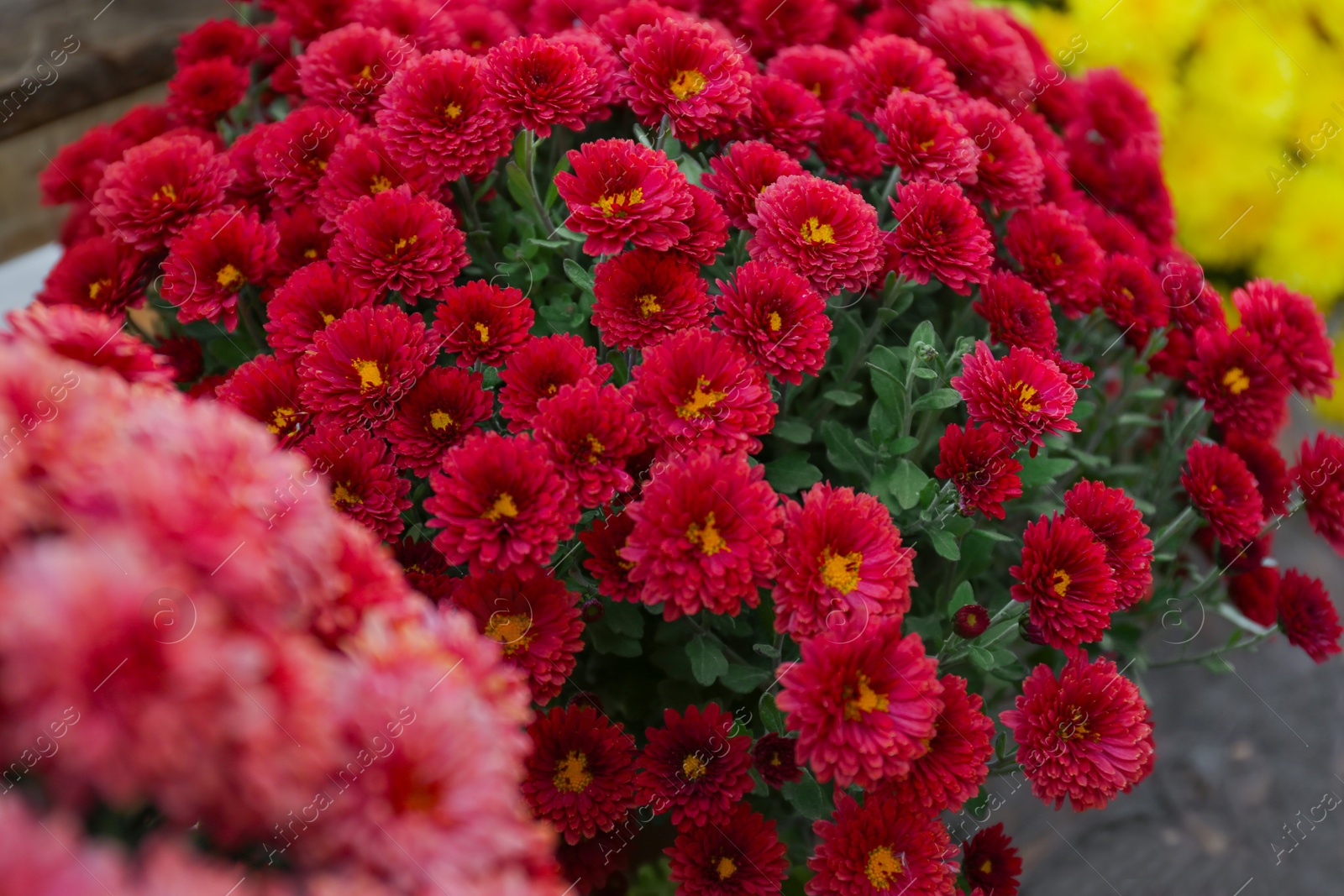 Photo of Beautiful fresh bouquet of colorful chrysanthemum flowers