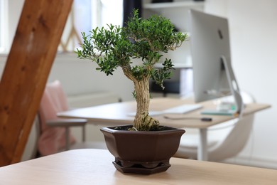 Photo of Beautiful bonsai tree in pot on wooden table indoors