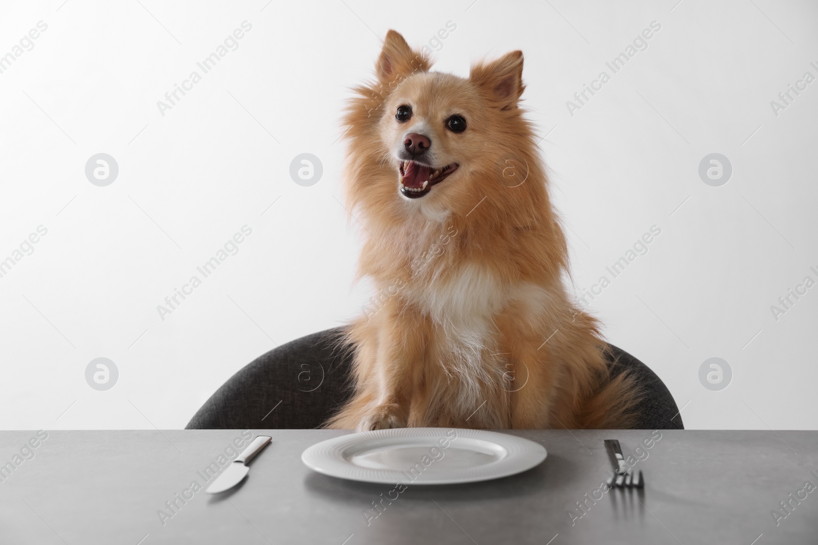 Photo of Hungry Pomeranian spitz dog waiting for food at table with empty plate indoors