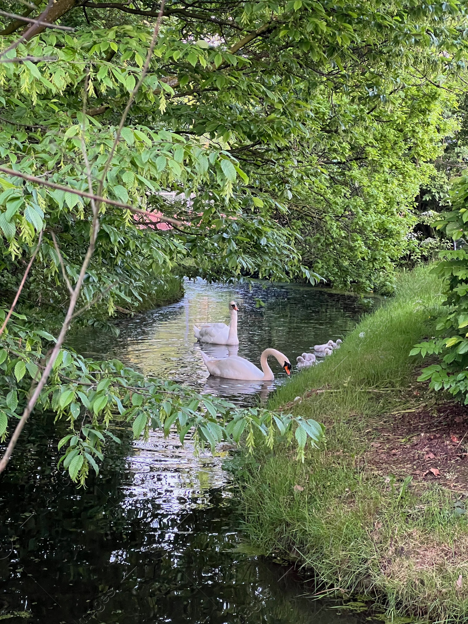 Photo of Swans with cygnets swimming in river outdoors
