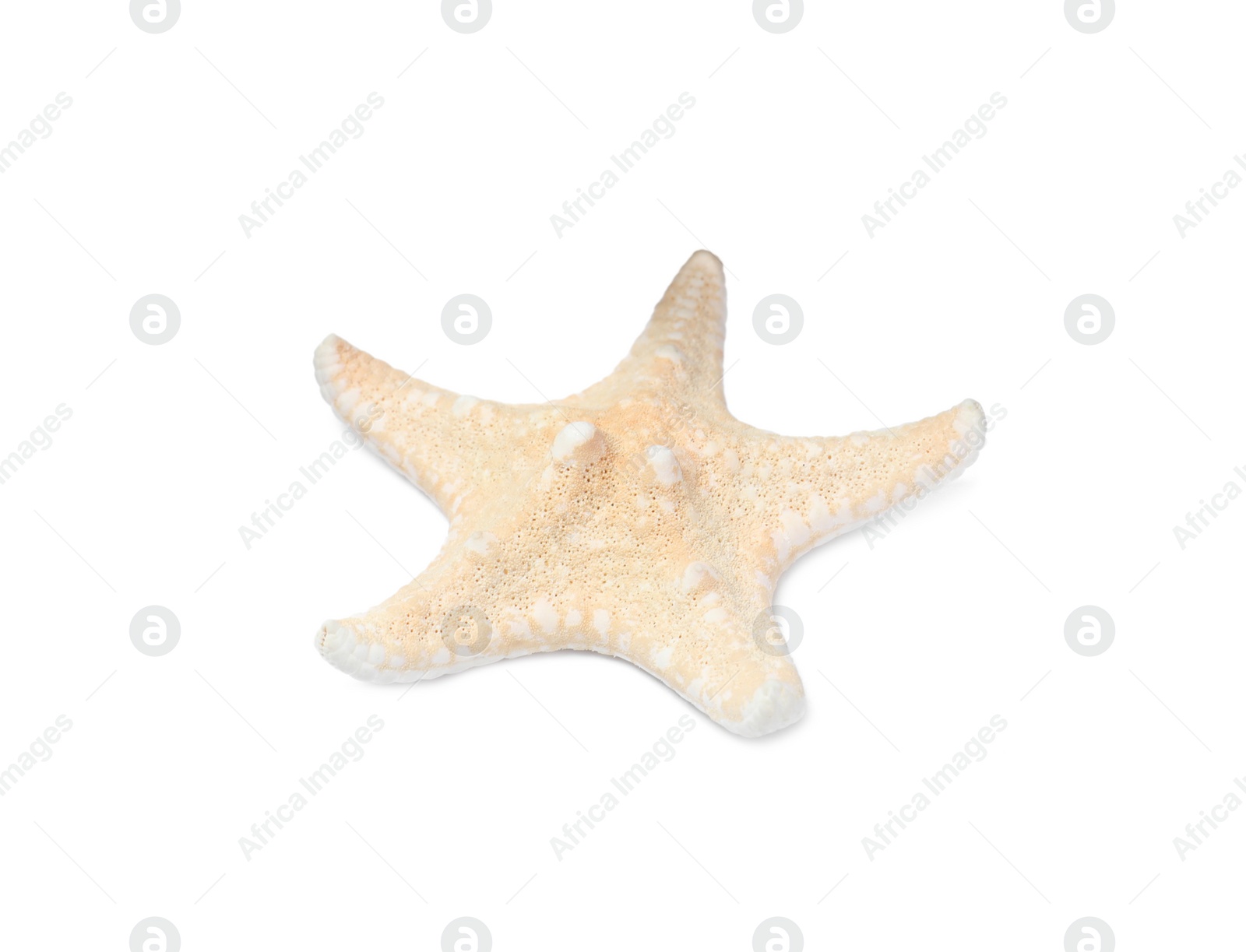 Photo of Beautiful sea star isolated on white. Beach object