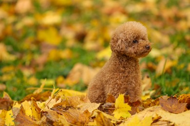 Photo of Cute Maltipoo dog in autumn park, space for text