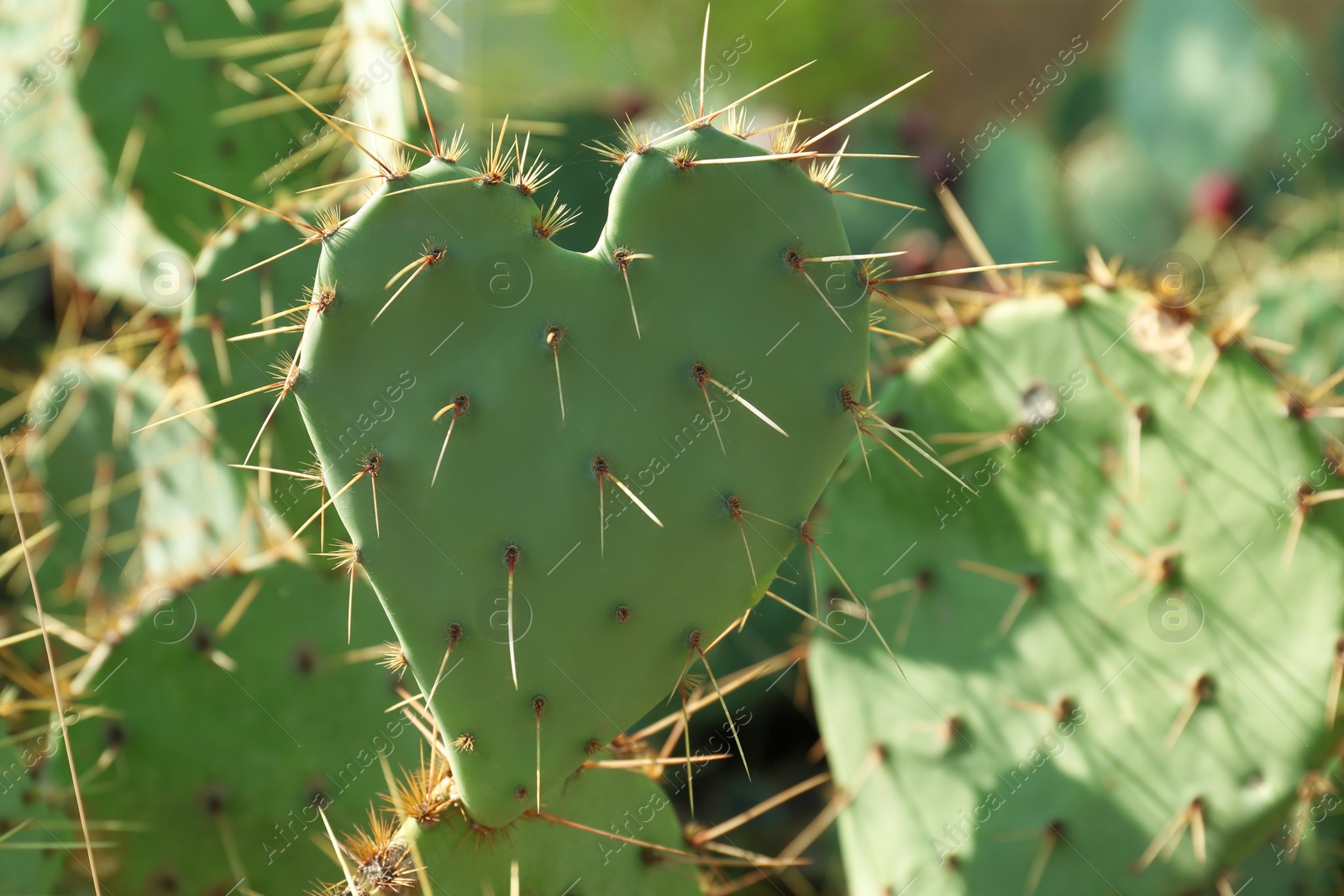 Photo of Beautiful prickly pear cactus growing outdoors on sunny day, closeup