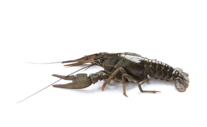Photo of One fresh raw crayfish isolated on white