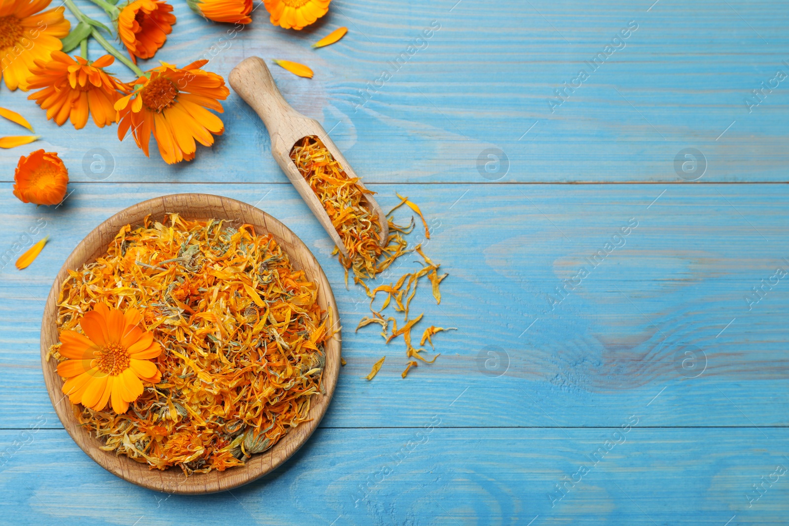 Photo of Dry and fresh calendula flowers on light blue wooden table, flat lay. Space for text