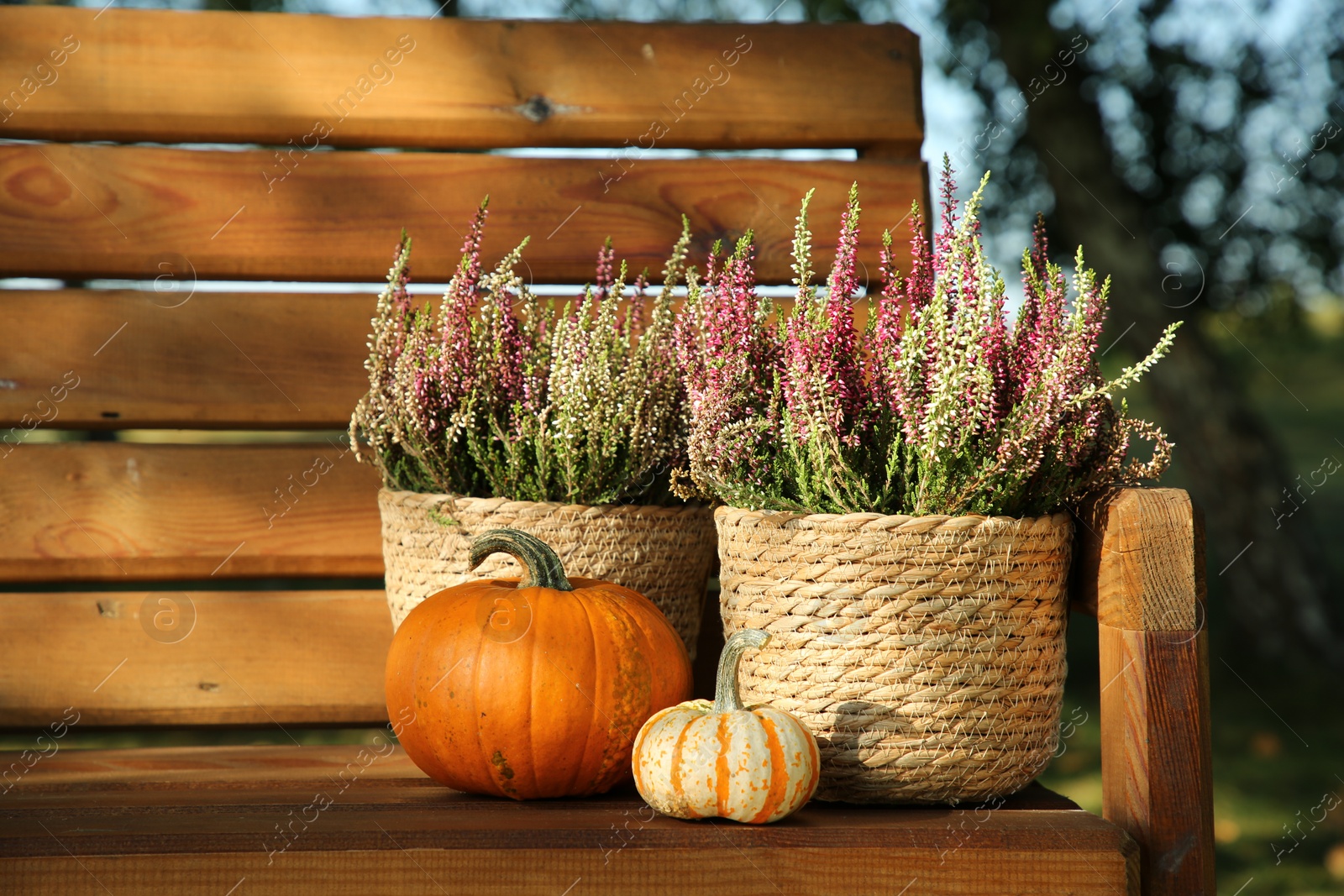 Photo of Beautiful heather flowers in pots and pumpkins on wooden bench outdoors