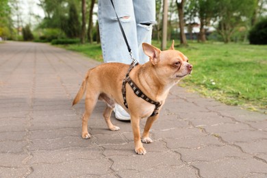 Photo of Owner walking with her chihuahua dog in park, closeup