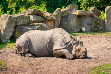 Photo of White rhinoceros in zoo on sunny day