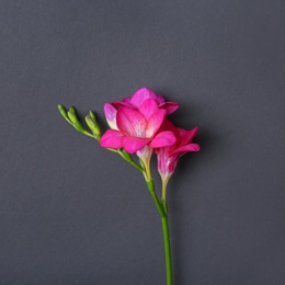 Beautiful freesia on dark background