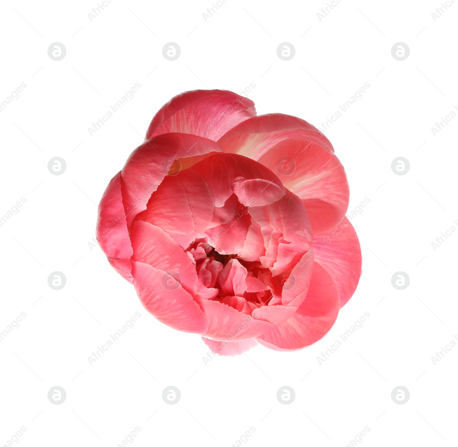 Photo of Beautiful blooming pink peony isolated on white