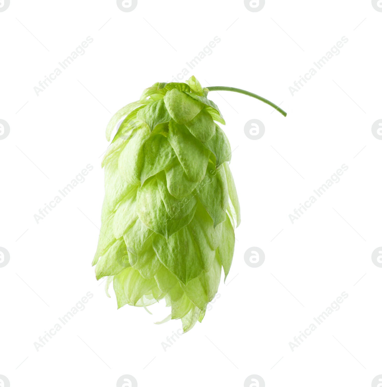Photo of One fresh green hop isolated on white