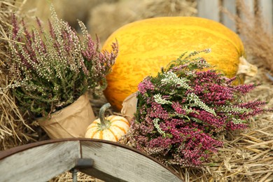 Photo of Beautiful heather flowers in pots and pumpkins on hay outdoors