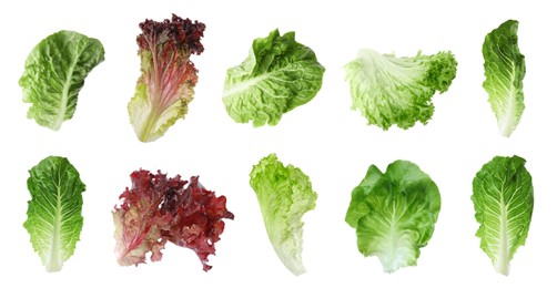 Different types of lettuce isolated on white, collage design