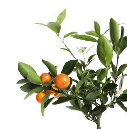 Citrus tree with fruits isolated on white