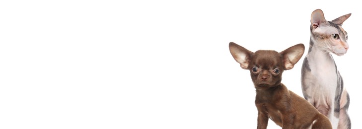 Cute small Chihuahua dog and Sphynx cat on white background. Banner design with space for text