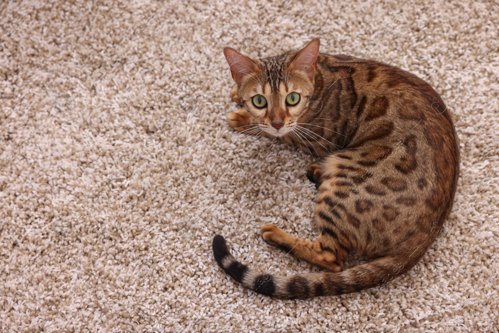 Photo of Cute Bengal cat lying on carpet at home, above view. Adorable pet