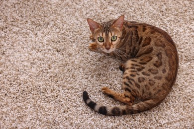 Cute Bengal cat lying on carpet at home, above view. Adorable pet