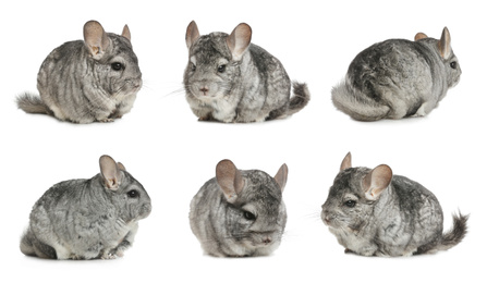 Collage with cute grey chinchillas on white background
